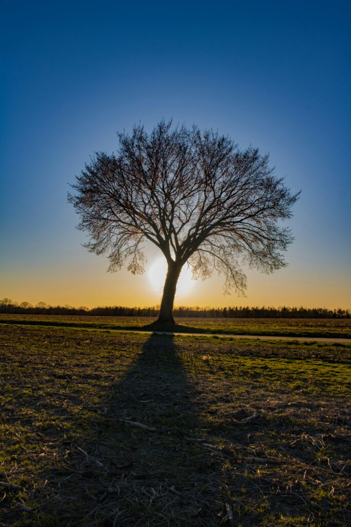 About A lone tree stands silhouetted against a vibrant sunset sky, casting a long shadow over the countryside field.